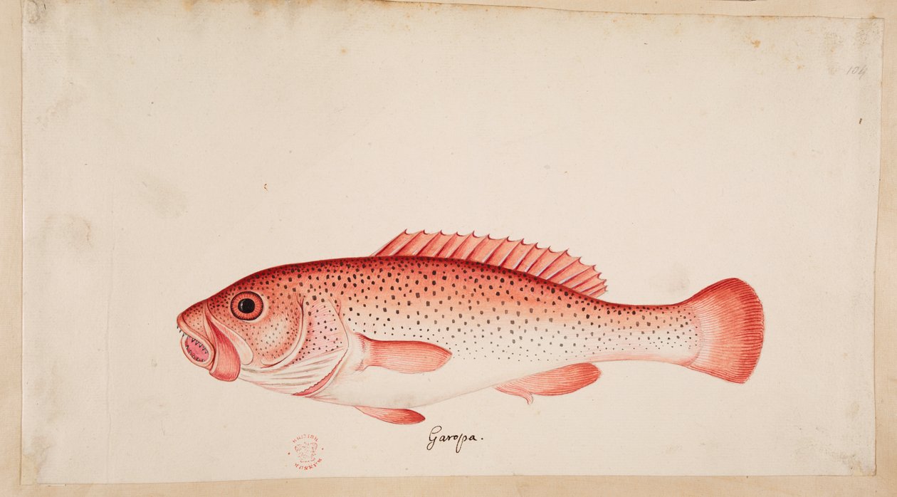 魚。 作： マーク・ケイツビー