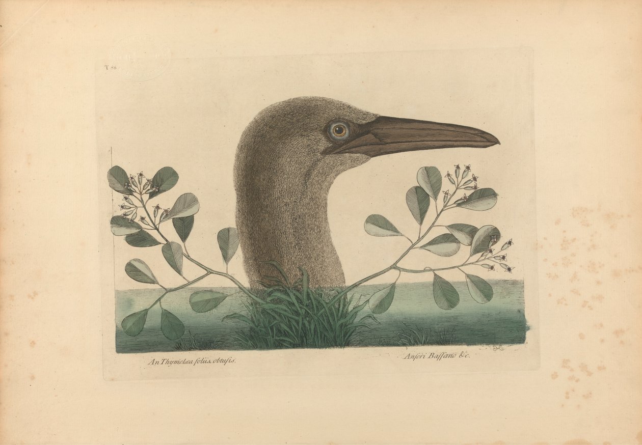 Thymelaea foliis obtusis; Anseri Bassano &c: The Great Booby, Plate 86 from the 