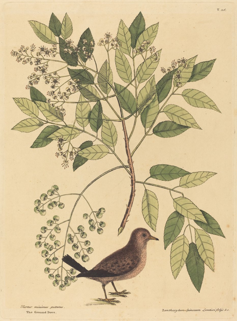 1731 年から 1743 年に出版された The Ground Dove Columba passerina。 作： マーク・ケイツビー