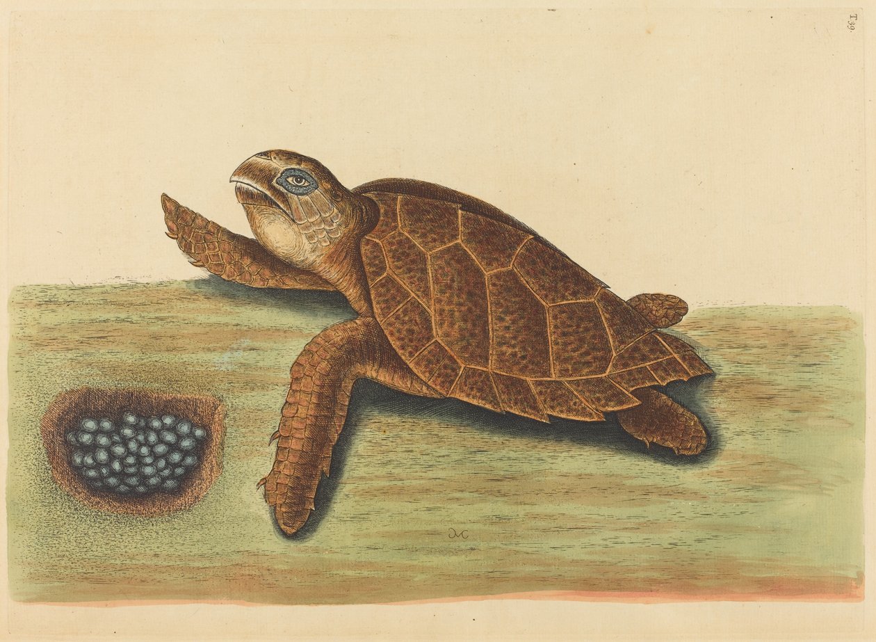 タイマイ (Testudo caretta) 作： マーク・ケイツビー