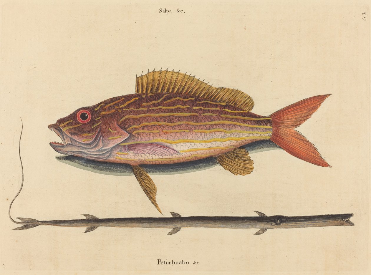 Lane-snapper Sparus synagris、1731 年から 1743 年に発行。 作： マーク・ケイツビー