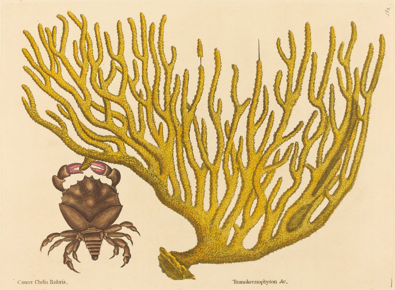 1731年から1743年に出版された「赤爪蟹 Cancer erythropus」。 作： マーク・ケイツビー