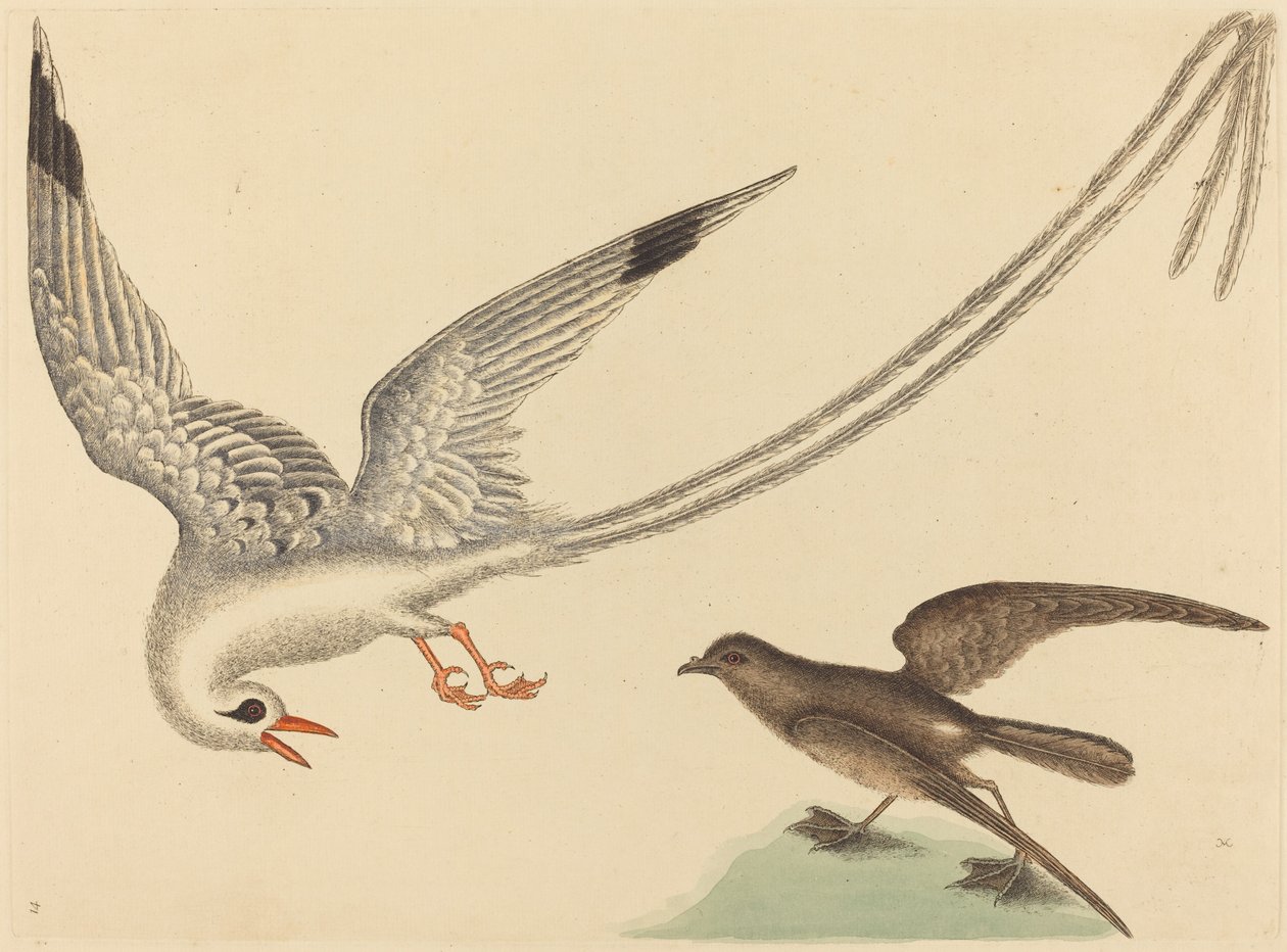 ライスバードEmberiza oryzivora、1731-1743年に発行。 作： マーク・ケイツビー
