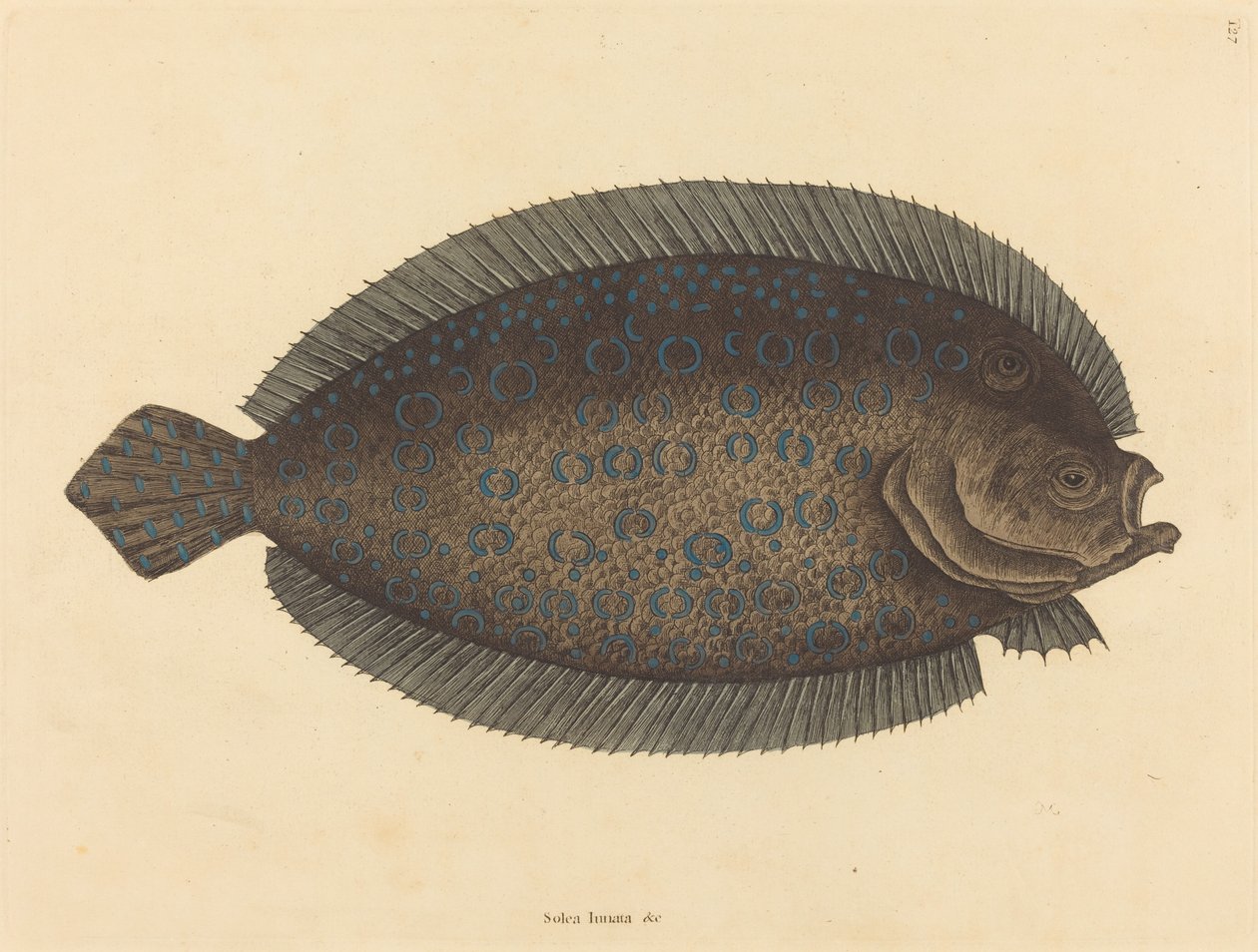 Sole Pleuronectes lunatus、1731 年から 1743 年に発行。 作： マーク・ケイツビー