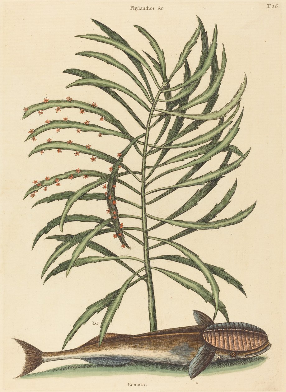 吸う魚 Echeneis naucratis』、1731～1743年に出版。 作： マーク・ケイツビー