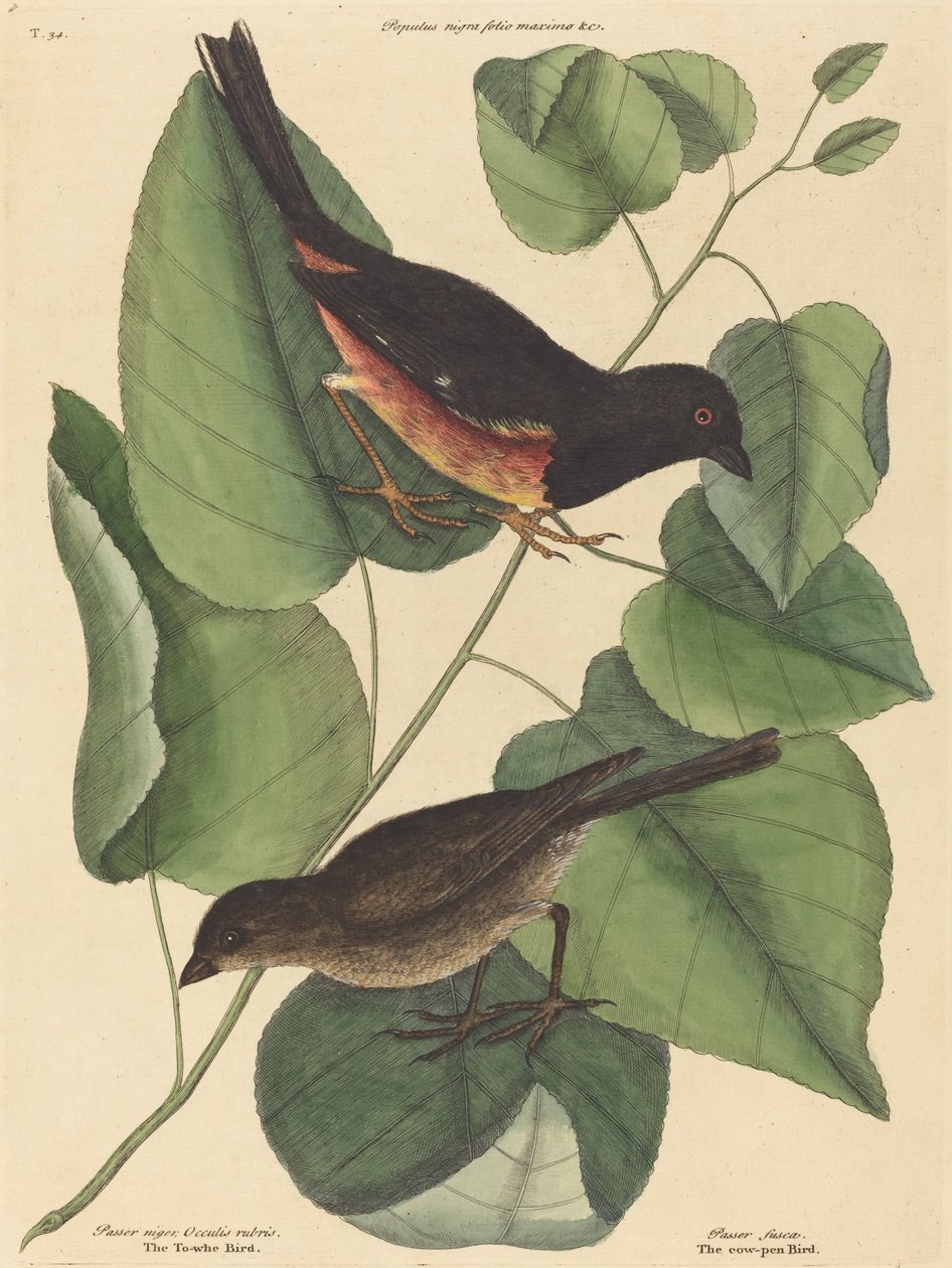 Towhe Bird Fringilla erythrophthalma、1754 年に出版。 作： マーク・ケイツビー