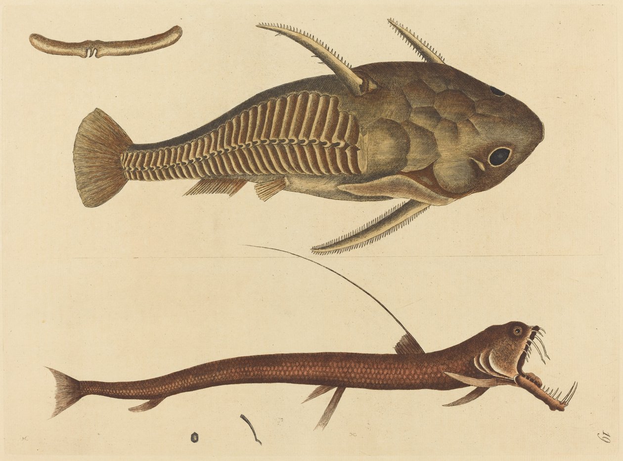 1731年から1743年に出版された「バイパーマウスSilurus cataphractus」。 作： マーク・ケイツビー