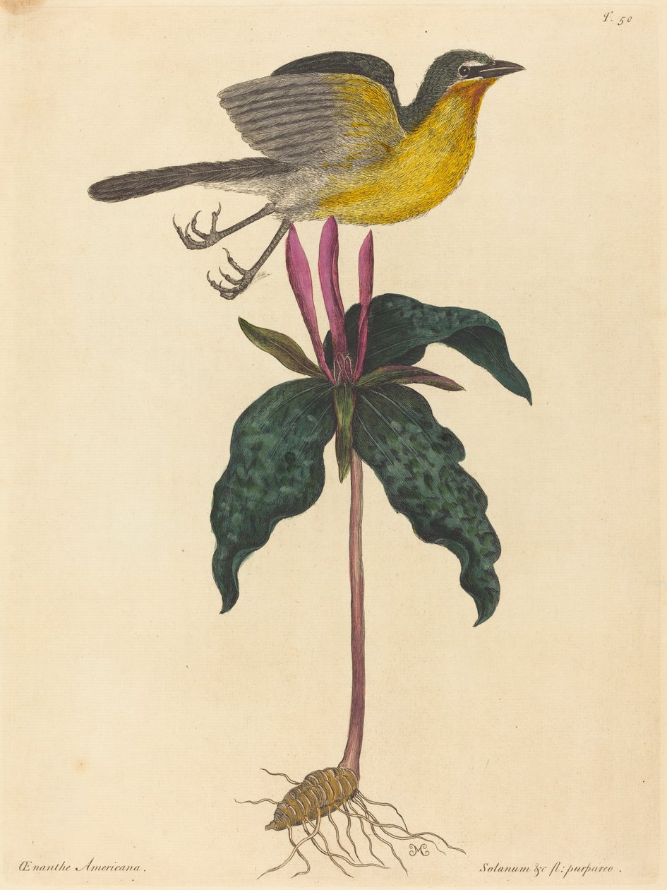 1754年に出版された「The Yellow-breasted Chat」。 作： マーク・ケイツビー