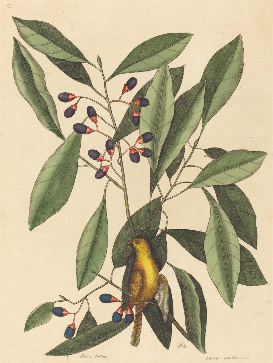 イエロー シジュウカラ Motacilla trochilus、1754 年に出版。 作： マーク・ケイツビー