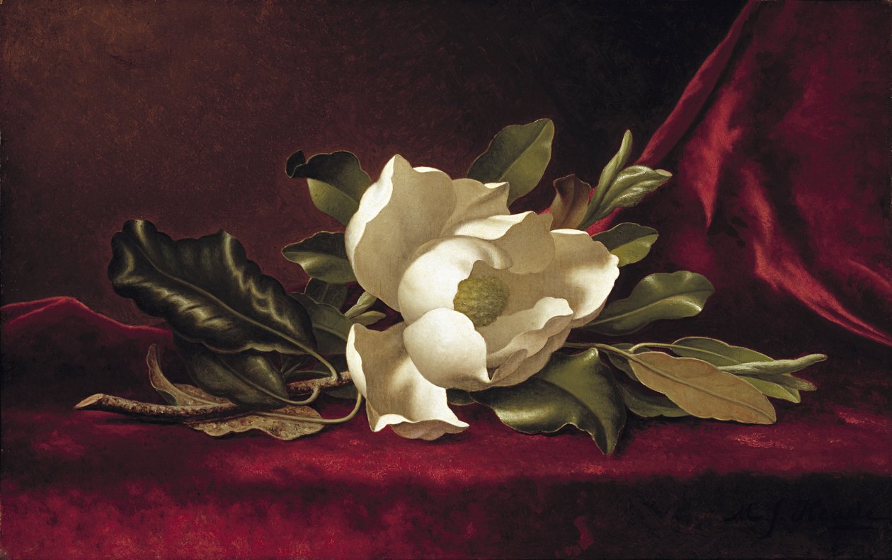マグノリアの花、1888 作： マーティン・ジョンソン・ヘッド