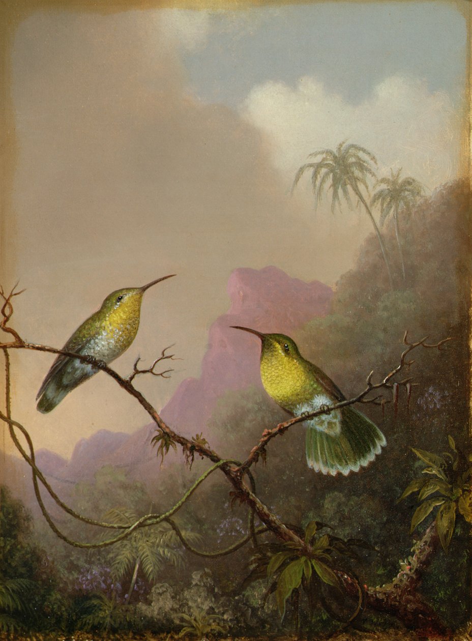 2つのハチドリ、c.1865-75 作： マーティン・ジョンソン・ヘッド