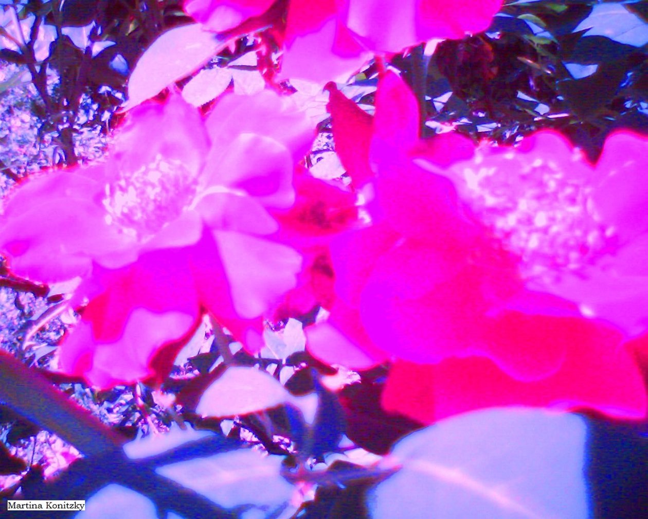 Rosen 作： マルティナ・コニツキー