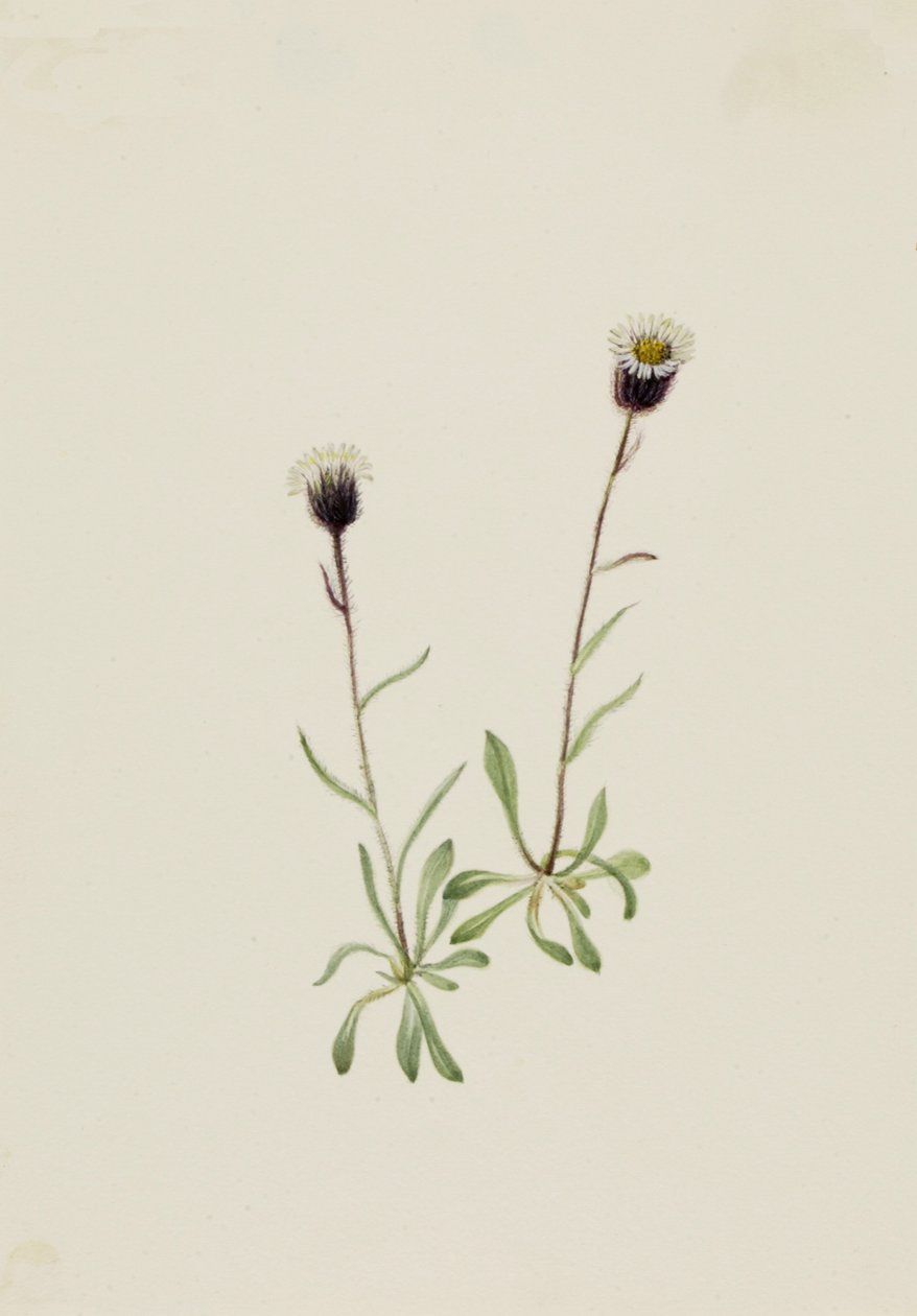 Aleutian Fleabane Erigeron unalaschensis, n.d. 作： メアリーヴォーウォルコット