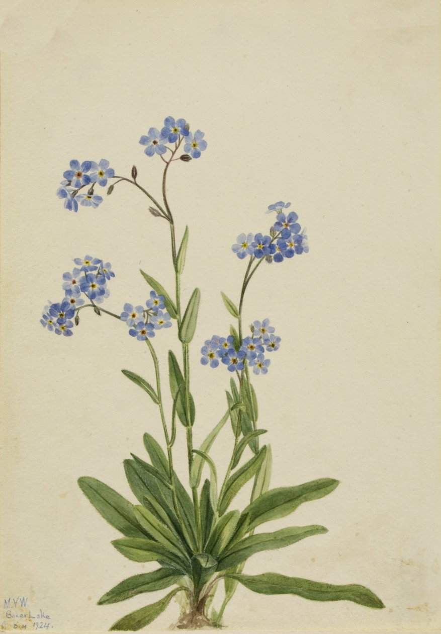 アルパイン・フォーゲットミーノット Myosotis alpestris, 1924. 作： メアリーヴォーウォルコット