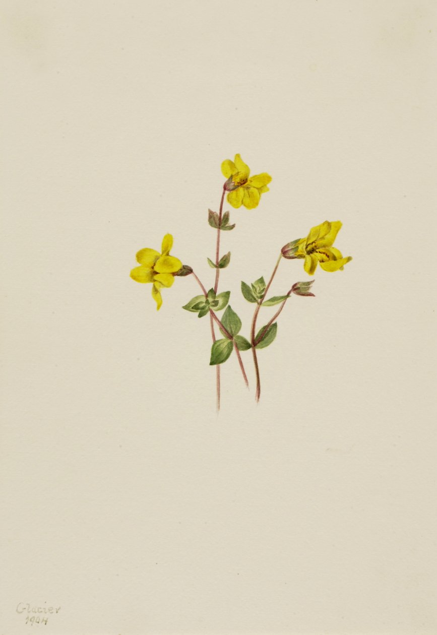 アルパインモンキーフラワー Mimulus caespitosus, 1904. 作： メアリーヴォーウォルコット