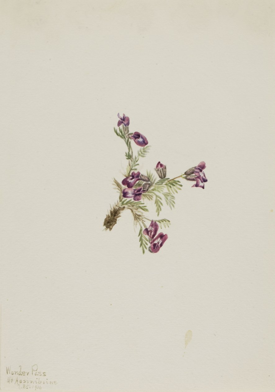 Alpine Pointvetch Oxytropis podocarpa、1916 年。 作： メアリーヴォーウォルコット