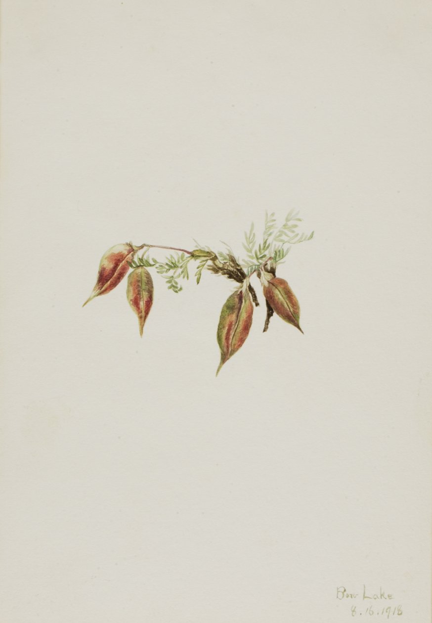 Alpine Pointvetch Oxytropis podocarpa, 1918. 作： メアリーヴォーウォルコット