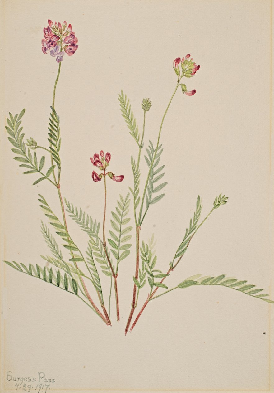 アルパインベッチ Astragalus bourgovii, 1917. 作： メアリーヴォーウォルコット