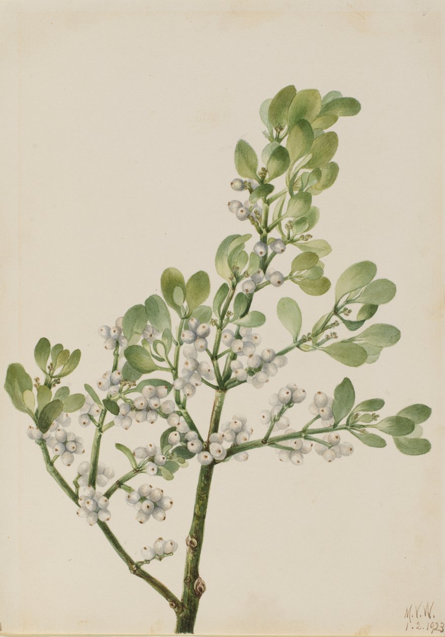 アメリカヤドリギ Phoradendron flavescens、1923年。 作： メアリーヴォーウォルコット
