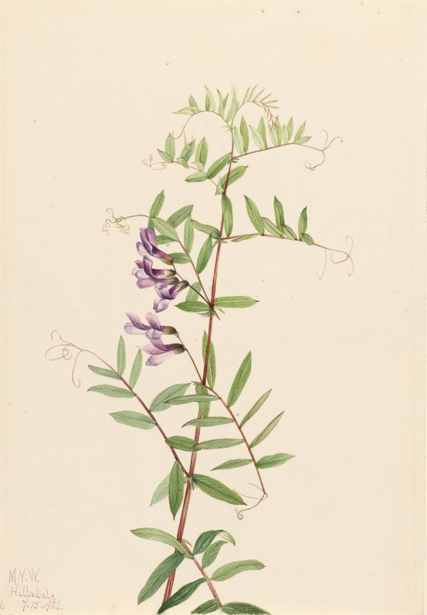 アメリカン・ベッチVicia americana, 1922. 作： メアリーヴォーウォルコット