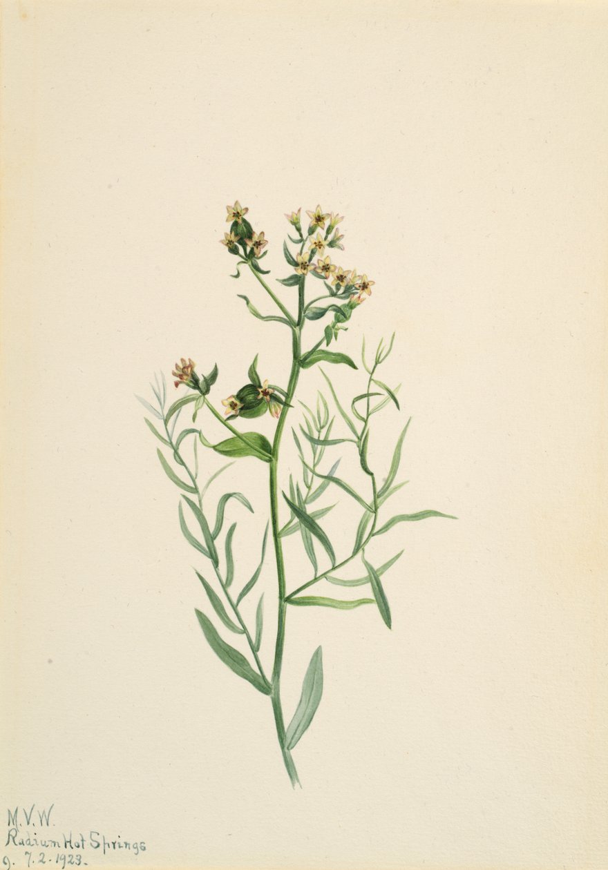 Bastard Toadflax Comandra pallida, 1923. 作： メアリーヴォーウォルコット