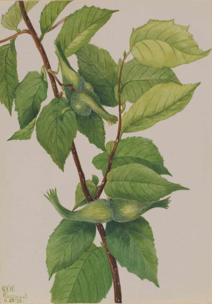 ビークドヘーゼルナッツ Corylus rostrata, 1932. 作： メアリーヴォーウォルコット