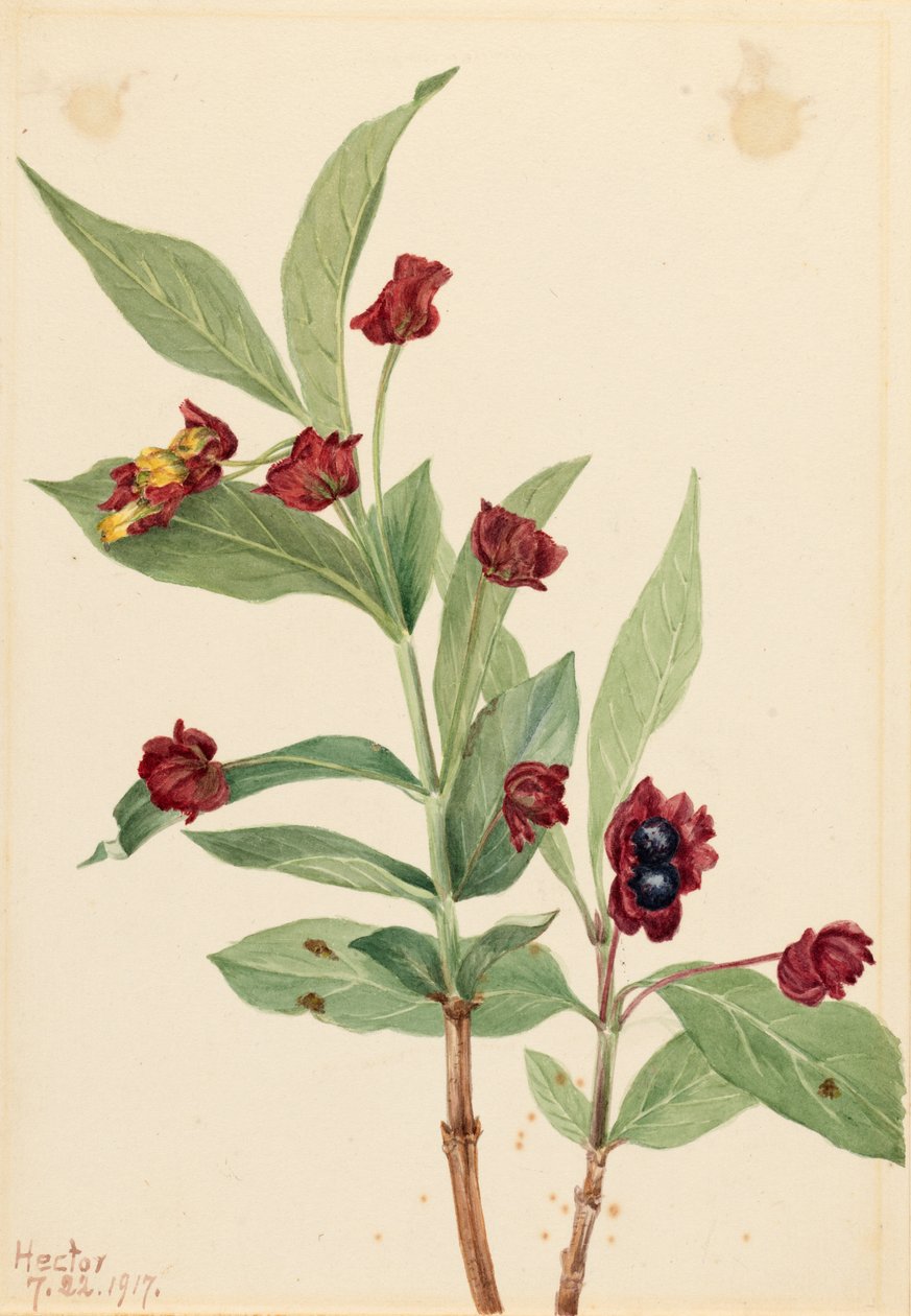 ベアベリー・スイカズラ（Lonicera involucrata） 作： メアリーヴォーウォルコット