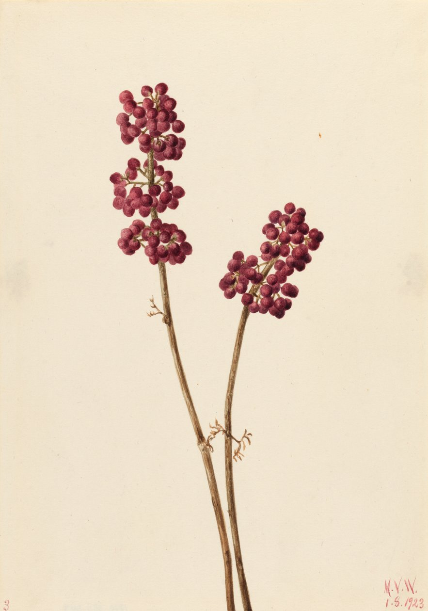 ビューティーベリー Callicarpa americana, 1923. 作： メアリーヴォーウォルコット