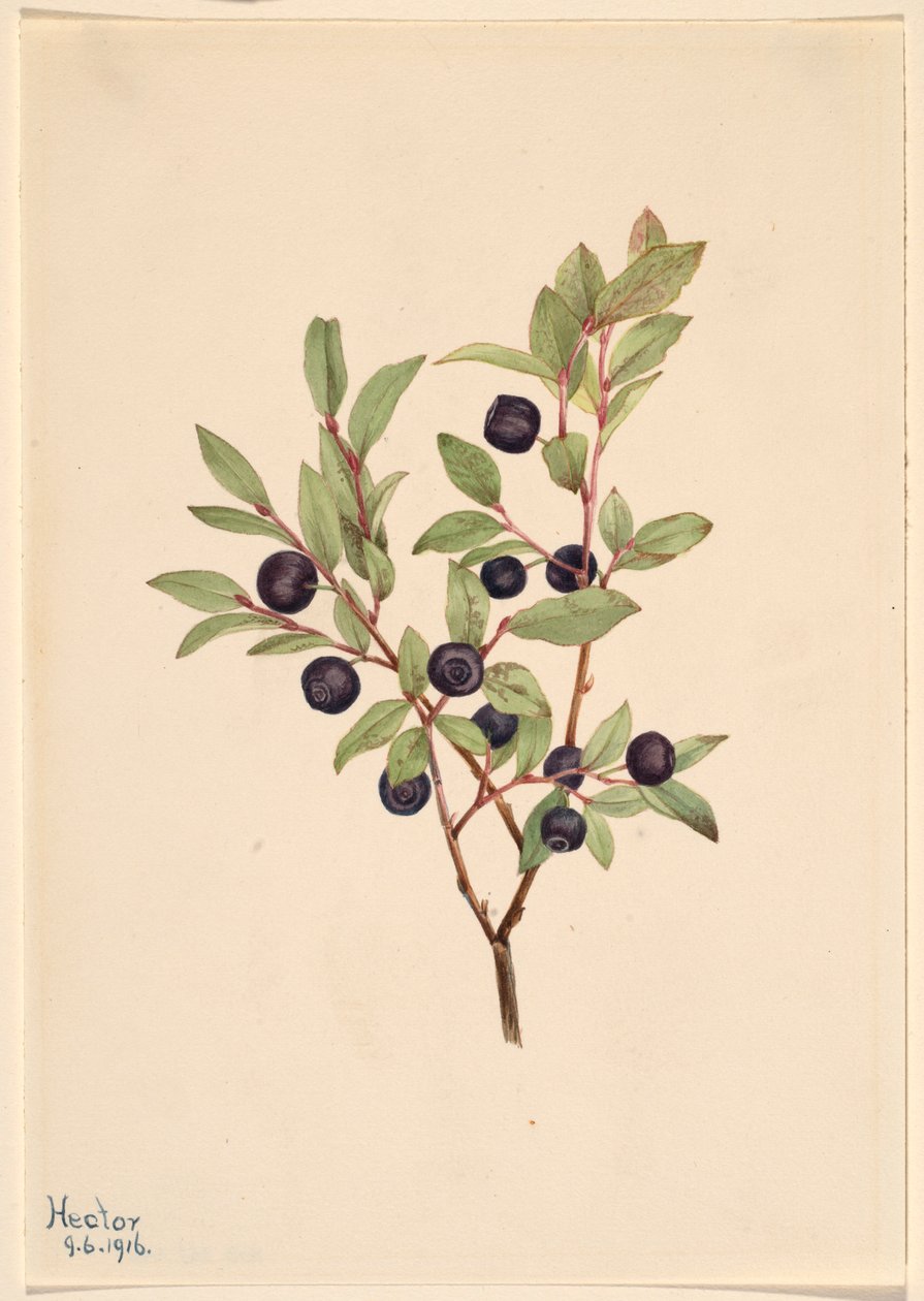 ビッグ・ホワートルベリー（Vaccinium membranaceum） 作： メアリーヴォーウォルコット