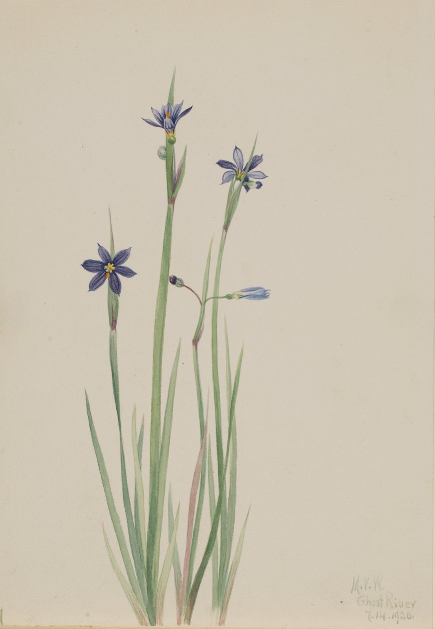 青い目の草 Sisyrinchium angustifolium, 1920. 作： メアリーヴォーウォルコット