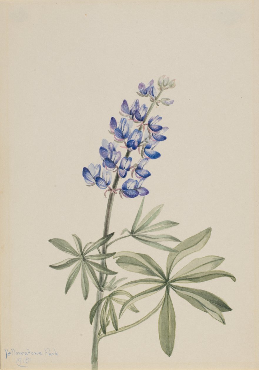 ブルー・ルピナス Lupinus argenteus, 1915. 作： メアリーヴォーウォルコット