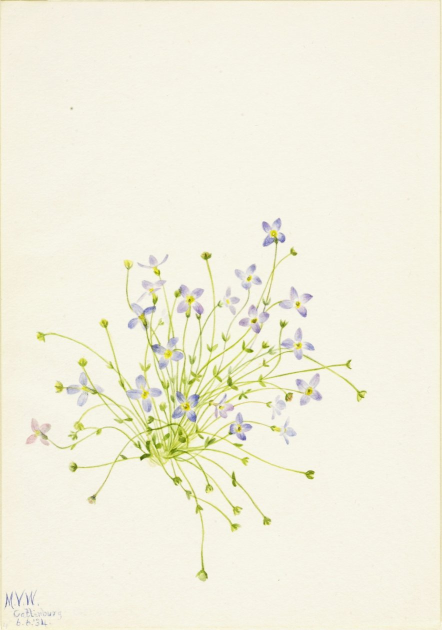 ブルーレット（Houstonia serpyllifolia） 作： メアリーヴォーウォルコット