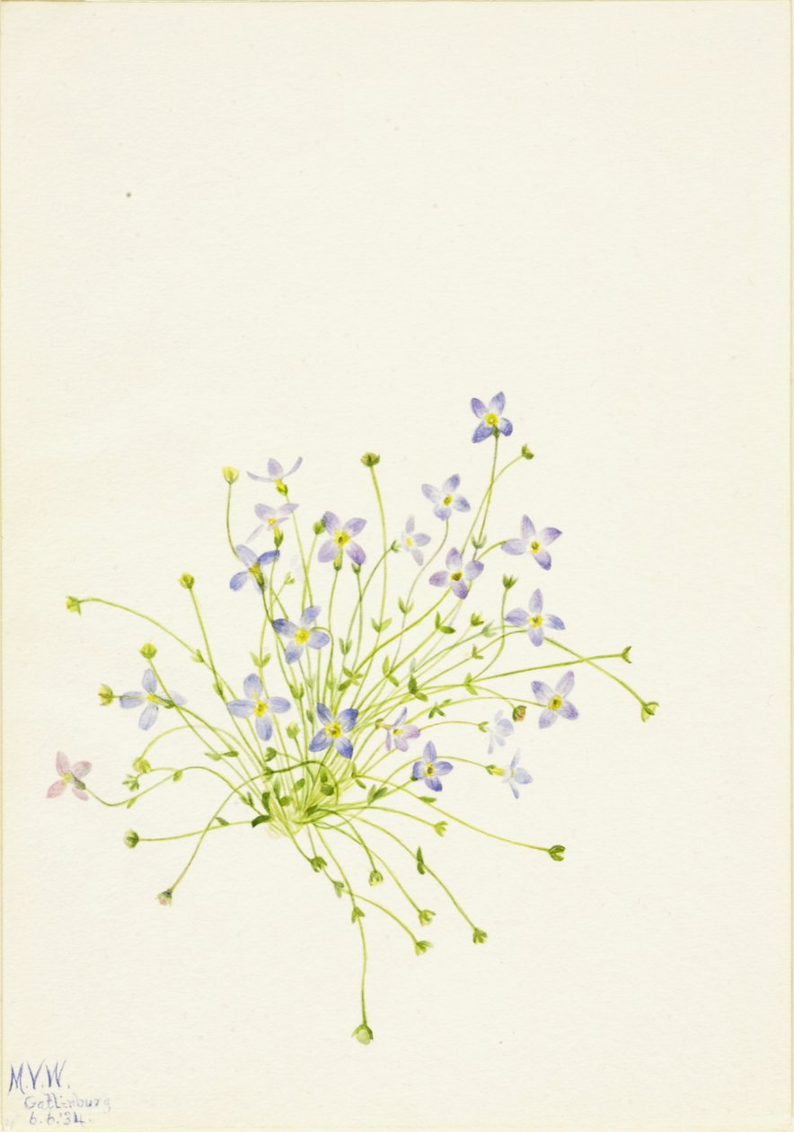 Bluets Houstonia serpyllifolia、1934年。 作： メアリーヴォーウォルコット