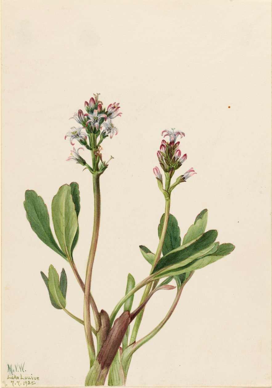 Bogbean Menyanthes trifoliata、1925年。 作： メアリーヴォーウォルコット