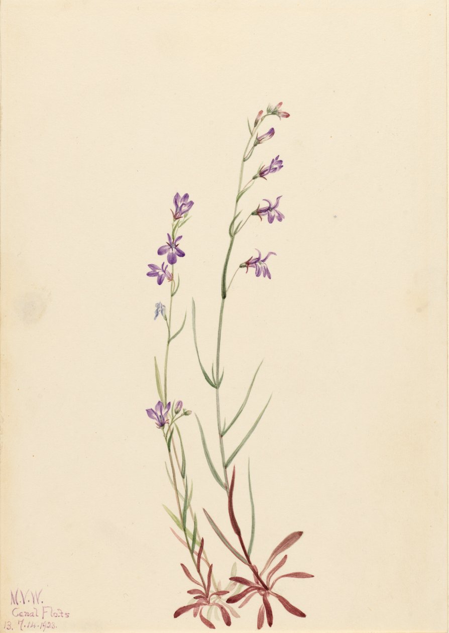 Brook Lobelia Lobelia kalmii, 1923. 作： メアリーヴォーウォルコット