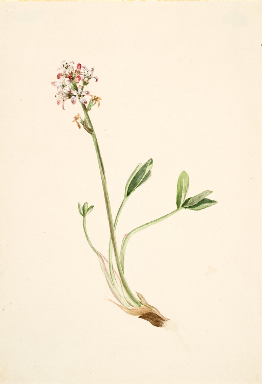 バックビーン Menyanthes trifoliata, ca. 1900-1920. 作： メアリーヴォーウォルコット