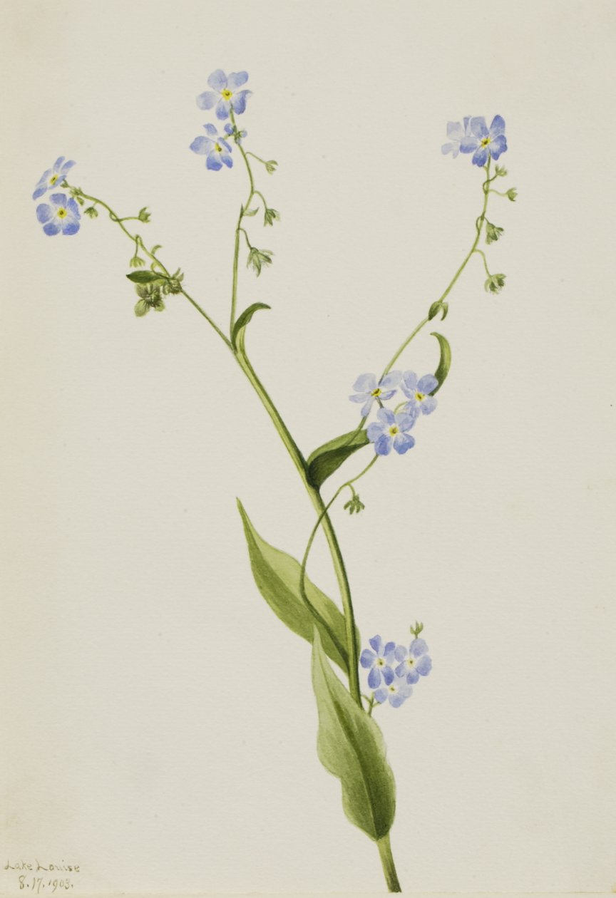 Bur-forget-me-not Lappula diffusa、1903年。 作： メアリーヴォーウォルコット