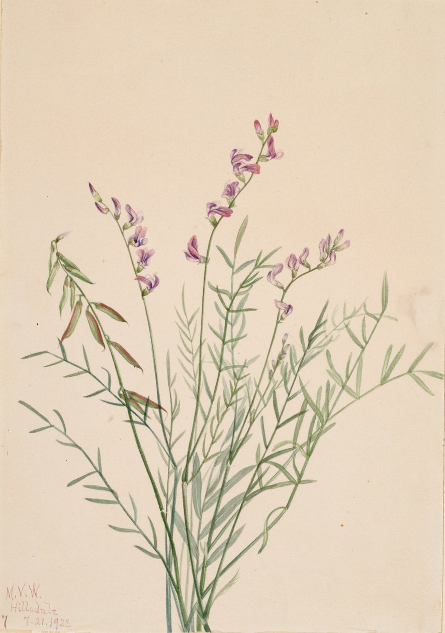バージェスミルクベッチ Astragalus bourgovii, 1922. 作： メアリーヴォーウォルコット