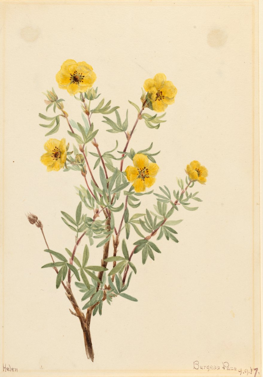 Bush Cinquefoil Potentilla fruticosa, 1917. 作： メアリーヴォーウォルコット