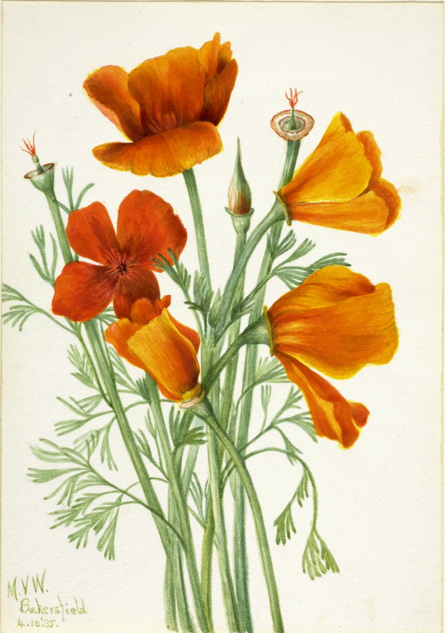 カリフォルニアポピー Eschscholtzia californica, 1935. 作： メアリーヴォーウォルコット