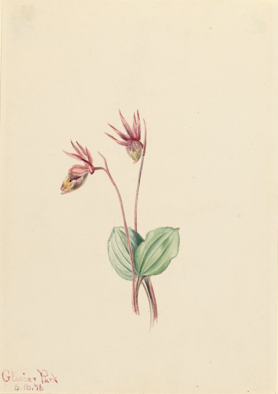 Calypso Cytherea bulbosa、1916年。 作： メアリーヴォーウォルコット