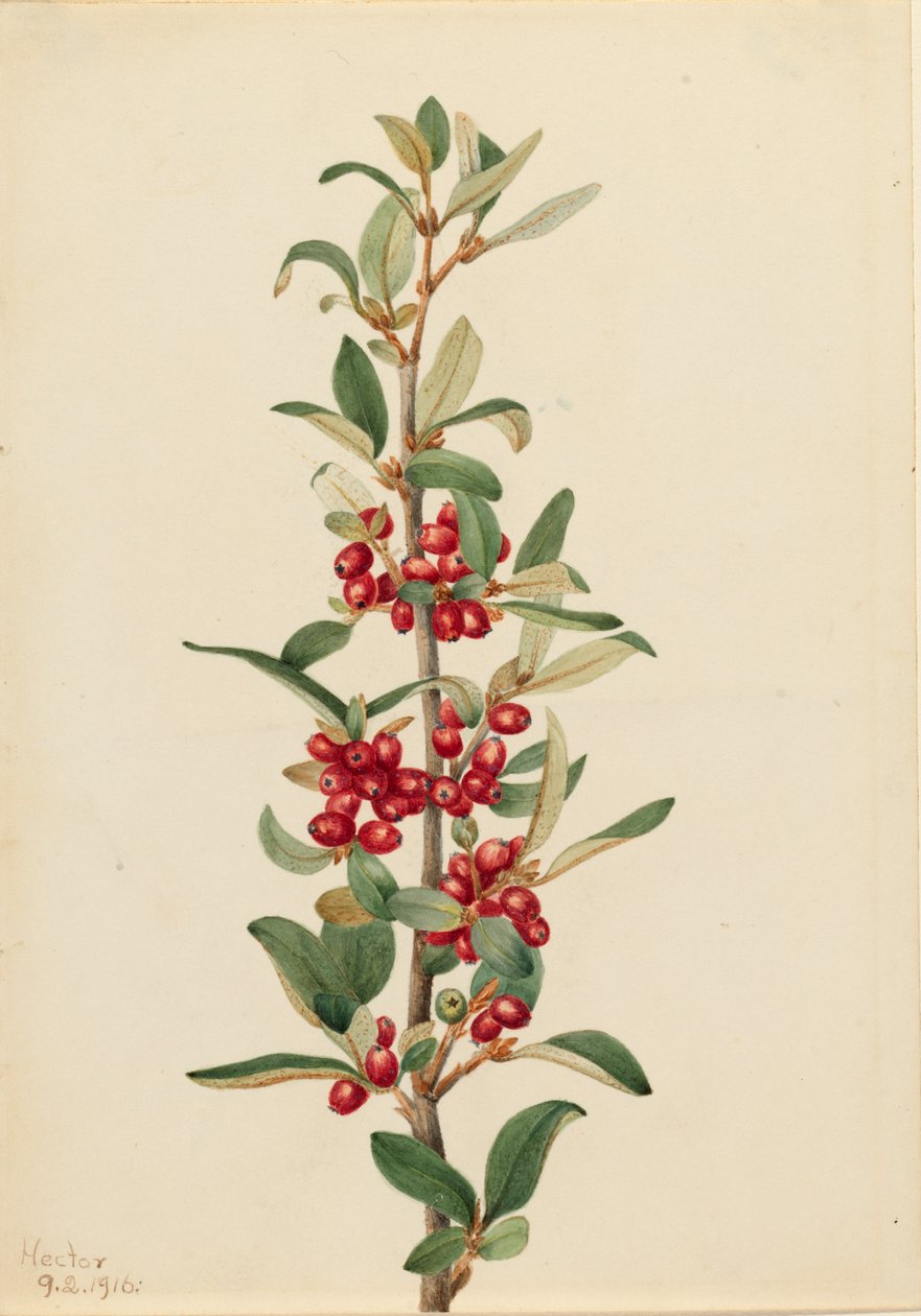 カナダバファローベリー Lepargyrea canadensis, 1916. 作： メアリーヴォーウォルコット