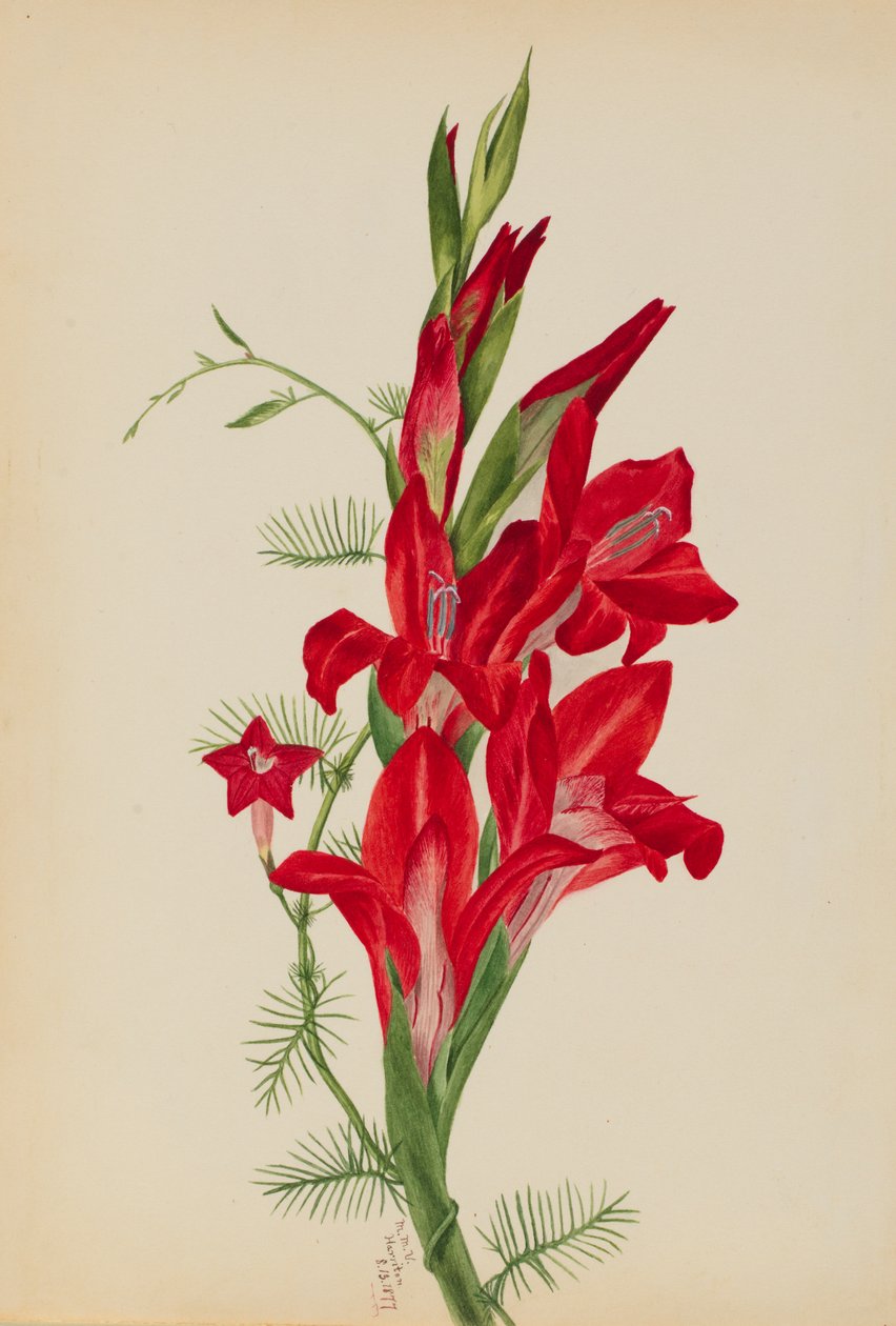 Cannas and Cypress Vine Canna species and Ipomoea quamoclit, 1877. 作： メアリーヴォーウォルコット