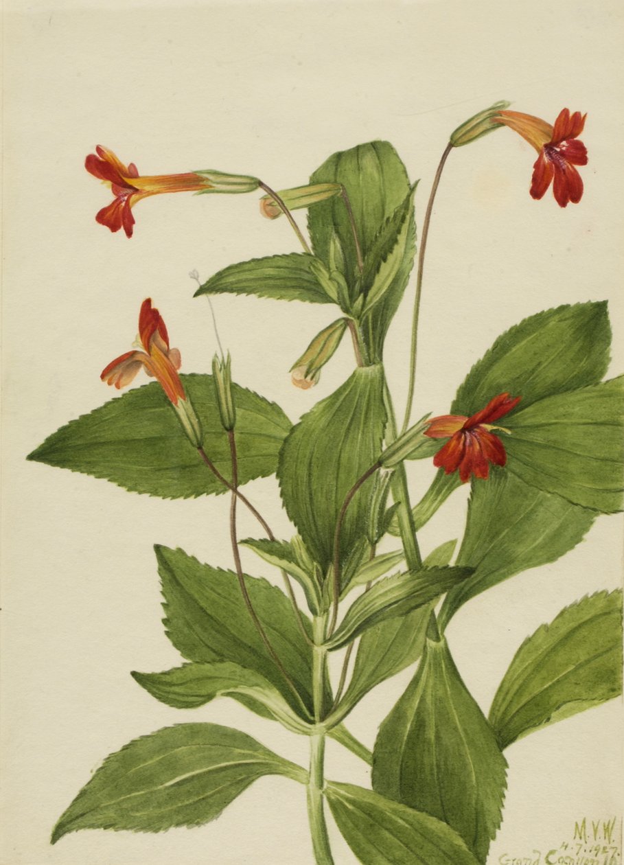 Cardinal Monkey Flower Mimulus cardinalis, 1927. 作： メアリーヴォーウォルコット