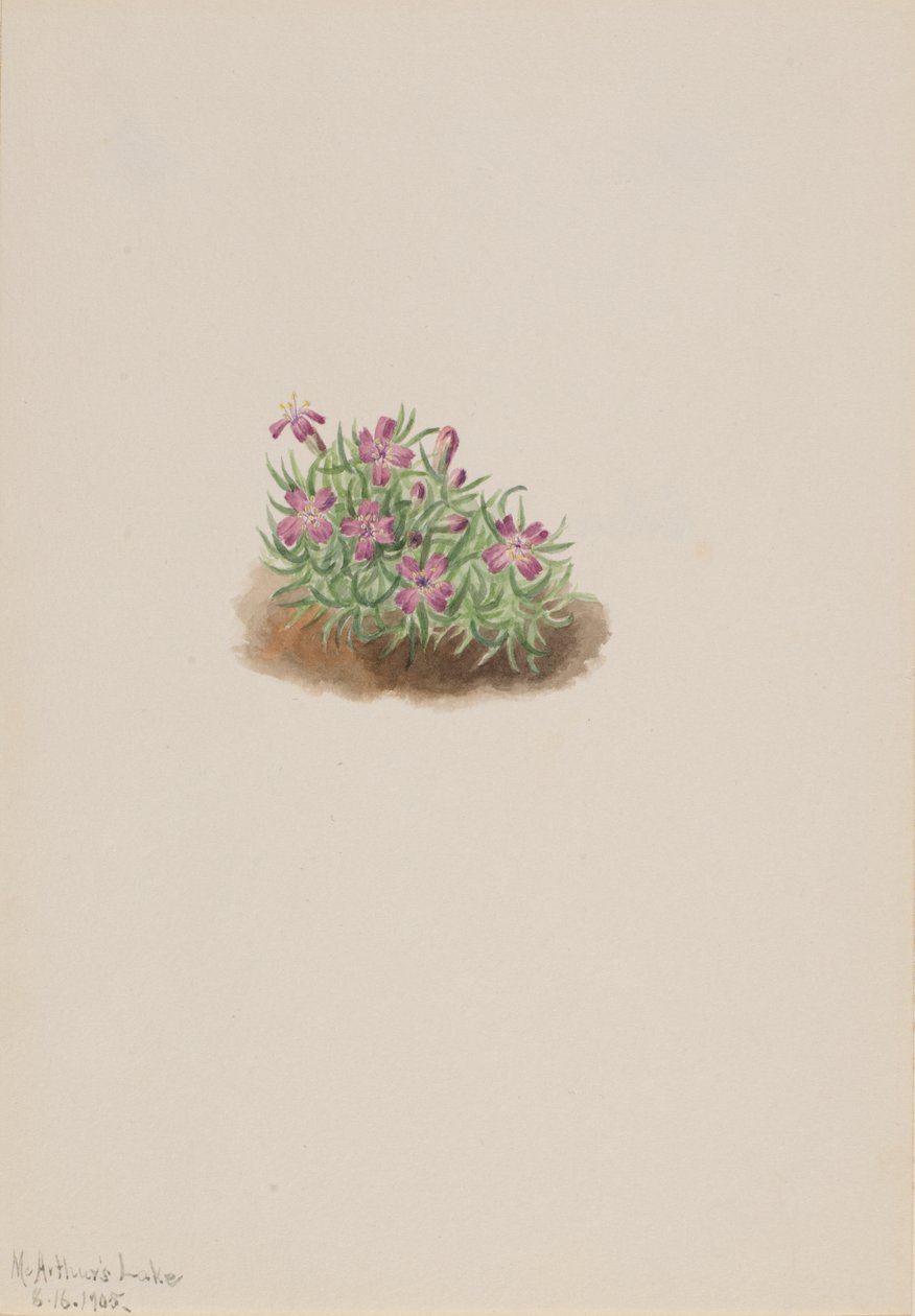 カーペット ピンク Silene acaulis、1905 年。 作： メアリーヴォーウォルコット