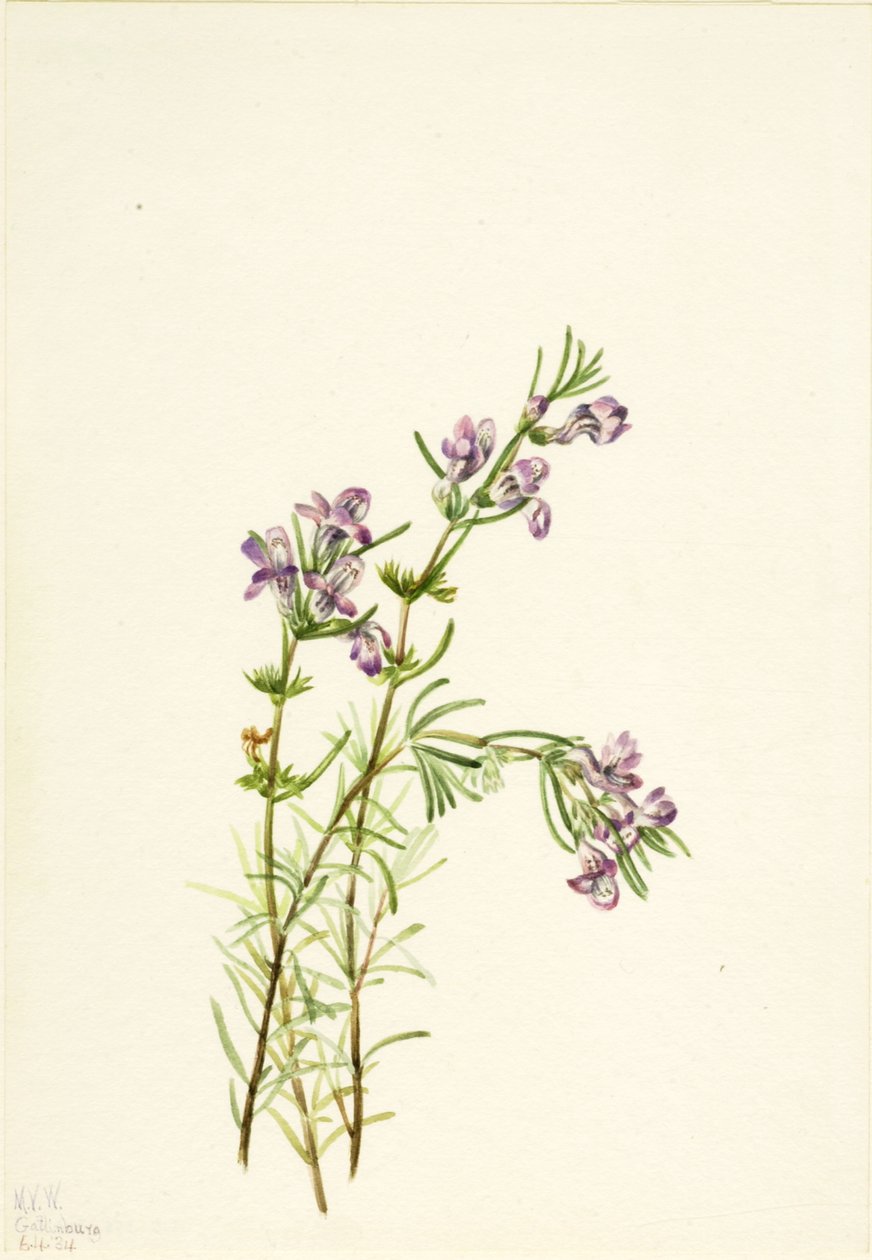 Conradina verticillata、1934年。 作： メアリーヴォーウォルコット