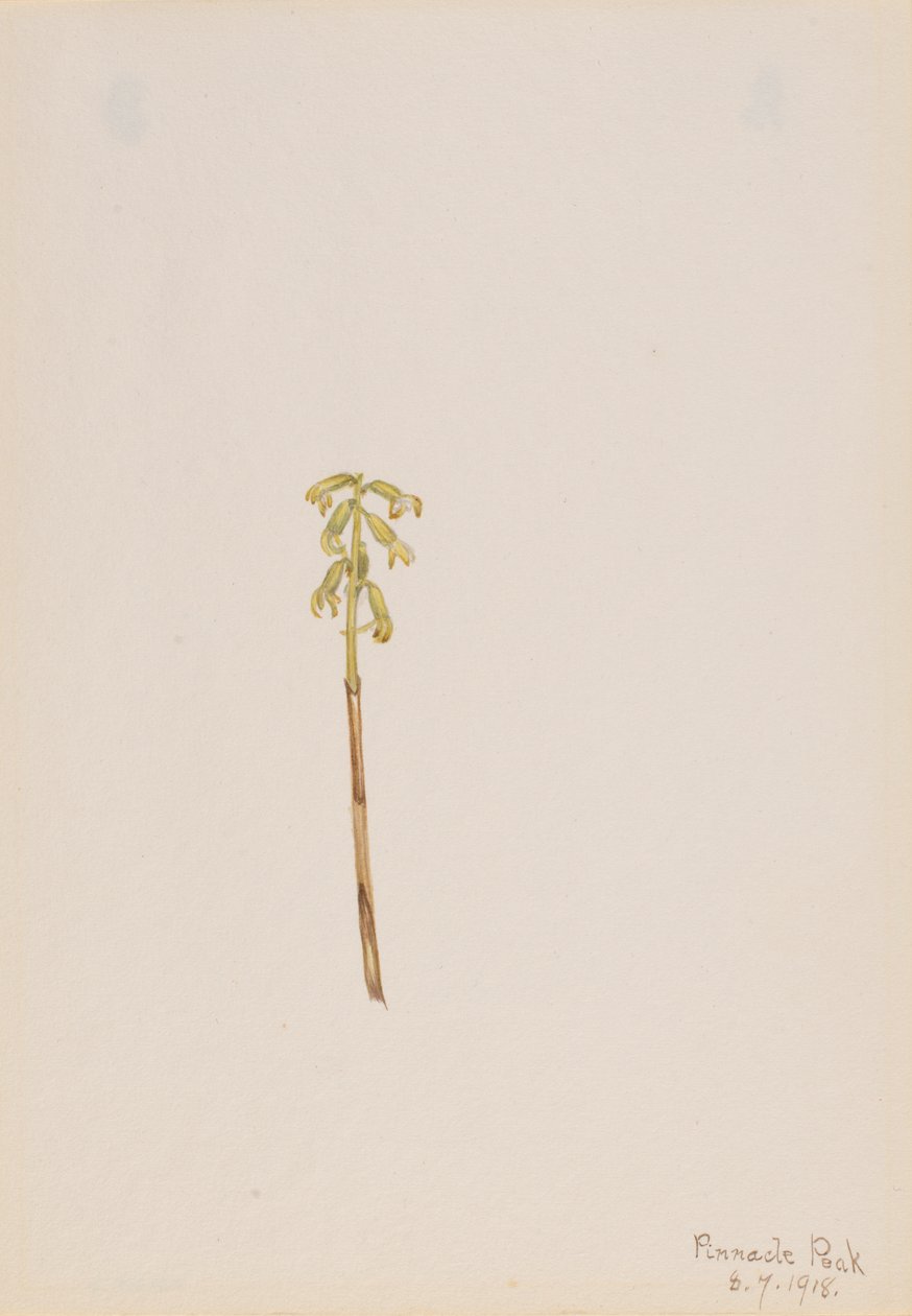 Corathorhiza corallorhiza, 1918年。 作： メアリーヴォーウォルコット