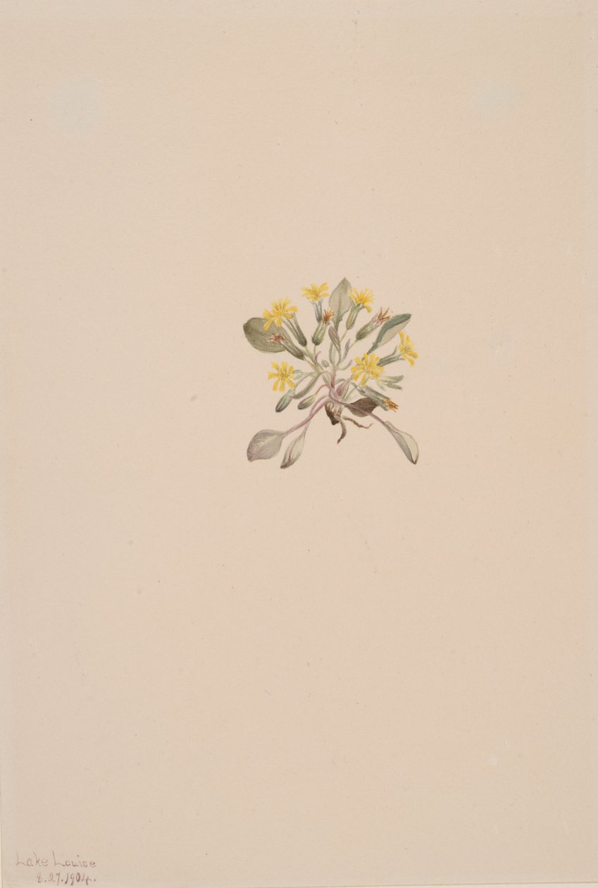 Crepis Elegans, 1904. 作： メアリーヴォーウォルコット