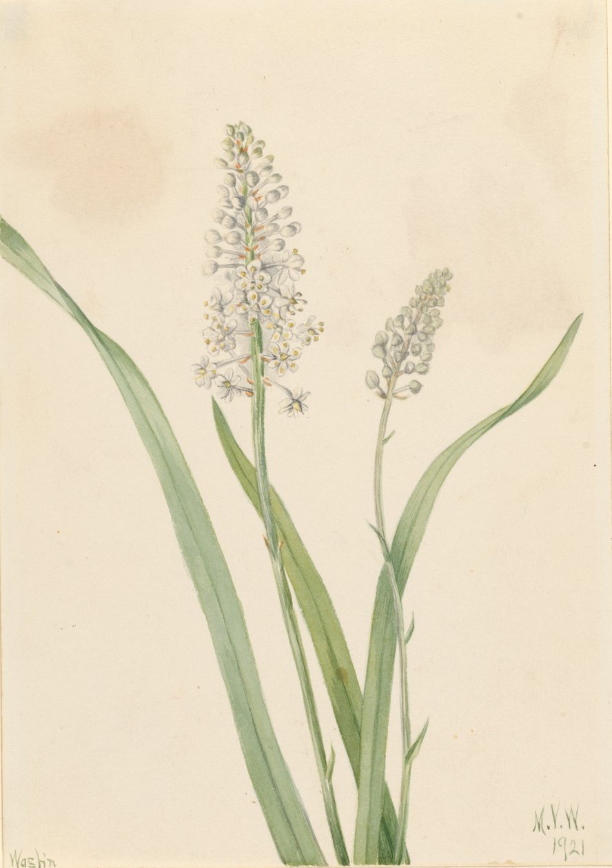 カラスノミ Chrosperma muscaetoxicum, 1921. 作： メアリーヴォーウォルコット