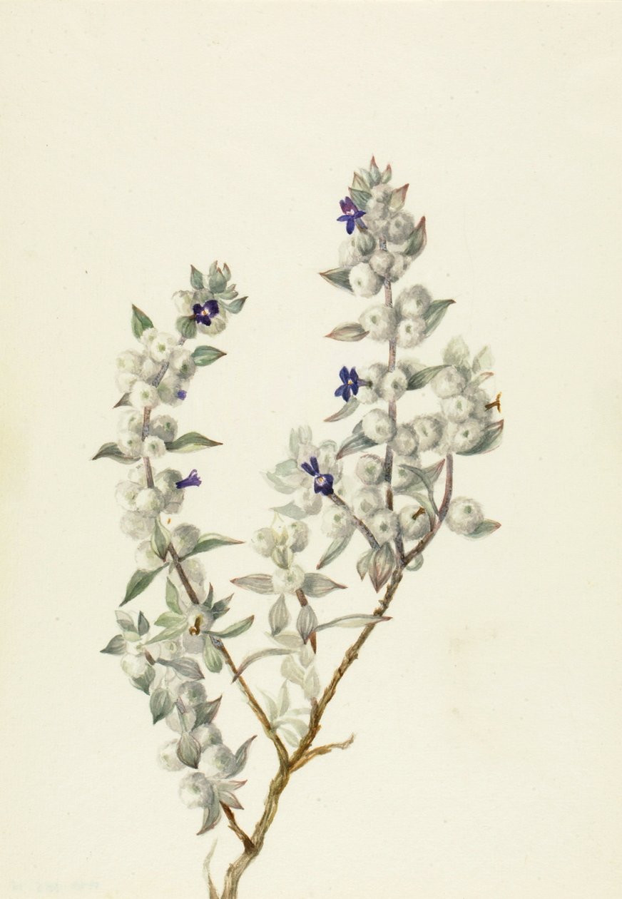 Death Valley Sage Salvia funerea, 1930年代前半。 作： メアリーヴォーウォルコット